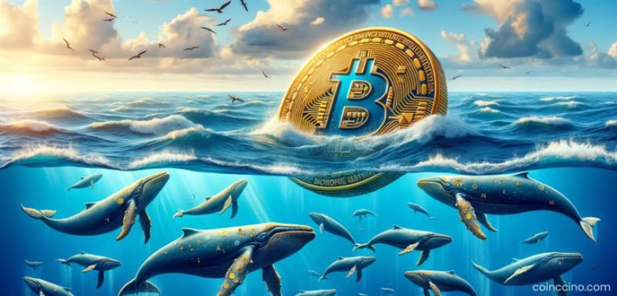 Bitcoin Whales Signal Confidence as 800,000 BTC Accumulation Hits Historic High